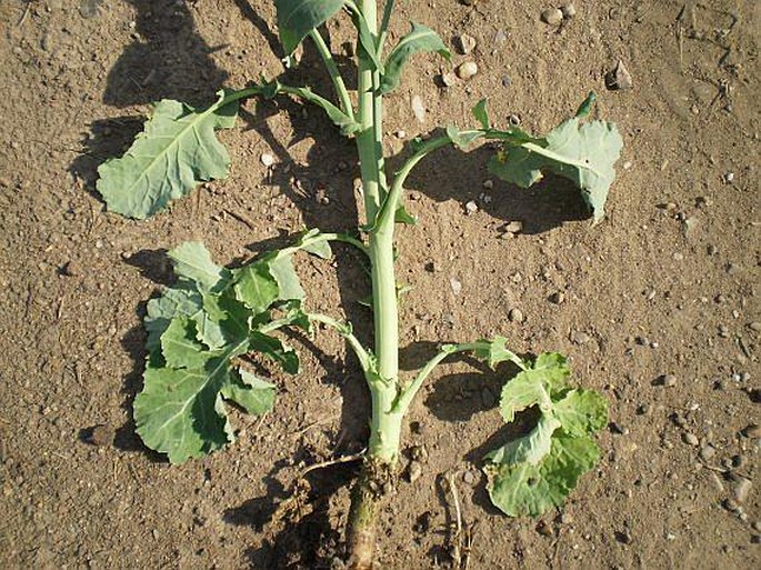 Brassica napus