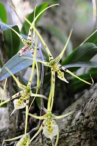 Brassia verrucosa