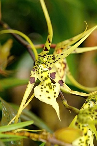 Brassia verrucosa