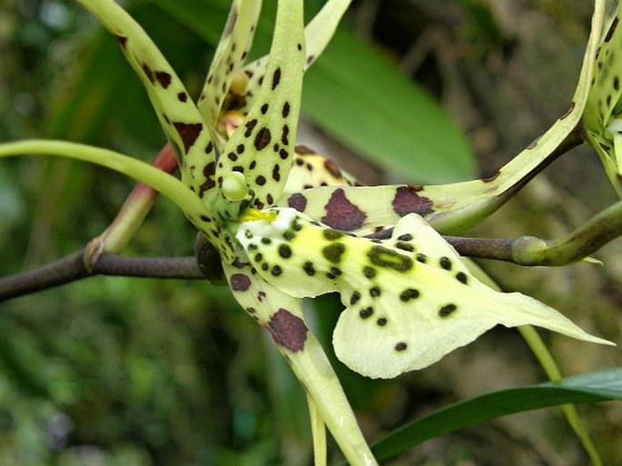 Brassia verrucosa