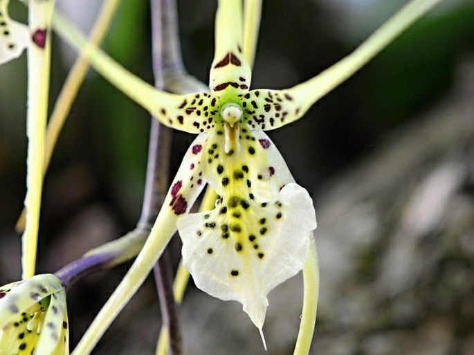 Brassia verrucosa