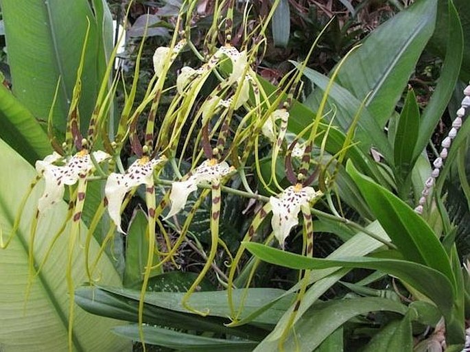 Brassia verrucosa