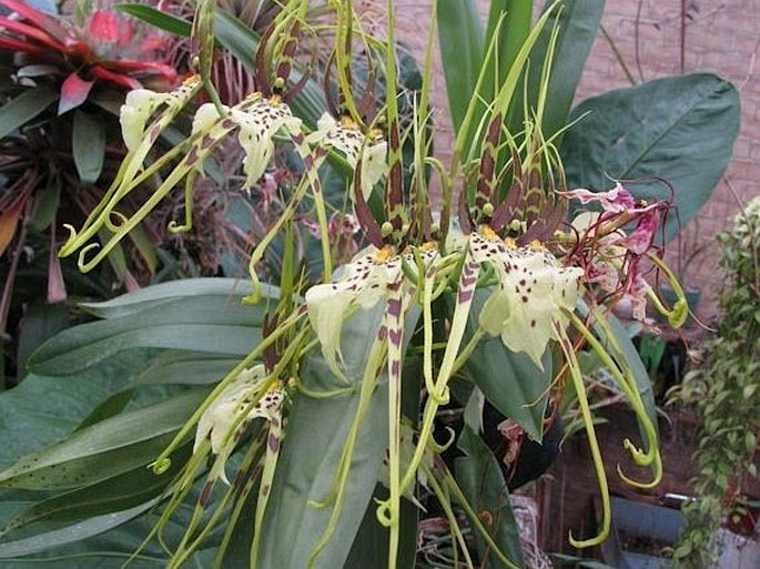 Brassia verrucosa