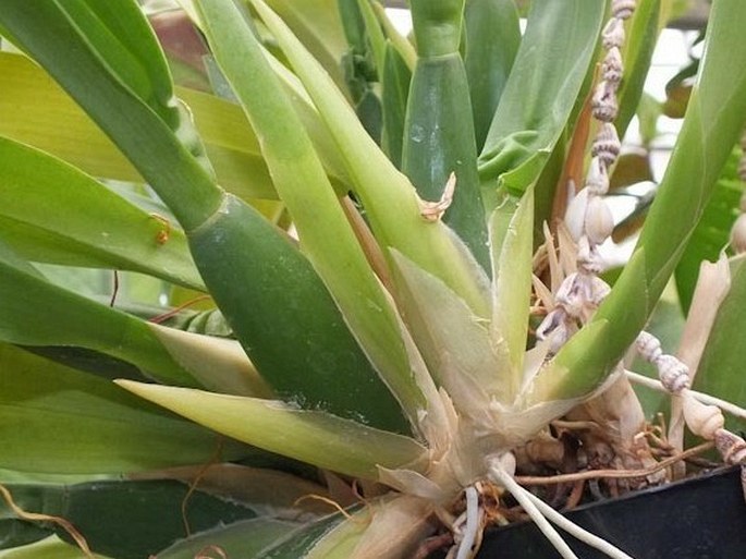 Brassia verrucosa