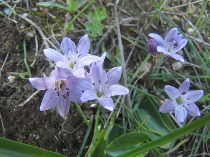 Brimeura fastigiata