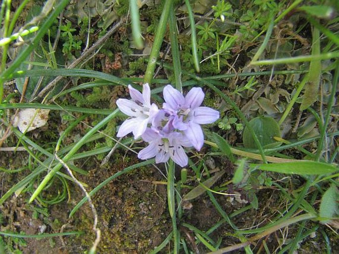 Brimeura fastigiata