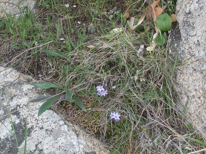 Brimeura fastigiata