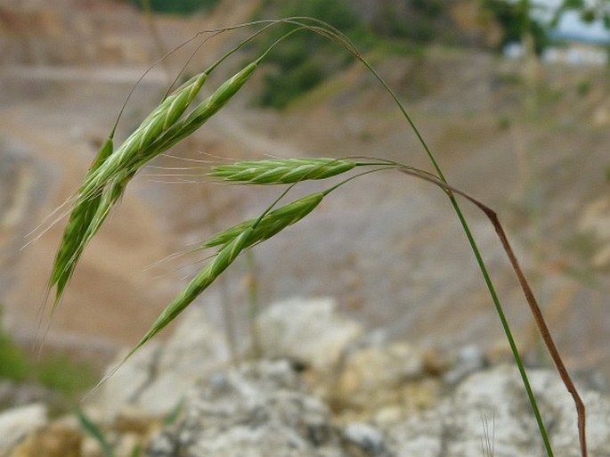 BROMUS JAPONICUS Thunb. – sveřep japonský / stoklas japonský