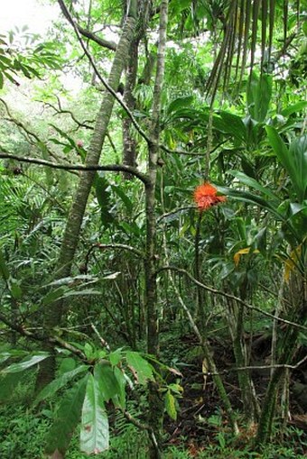 Brownea macrophylla