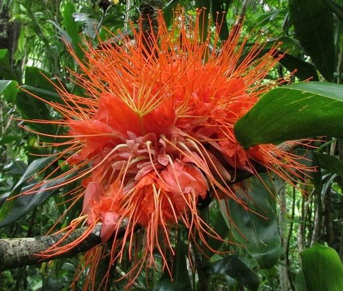 BROWNEA MACROPHYLLA Linden – ovláčeň