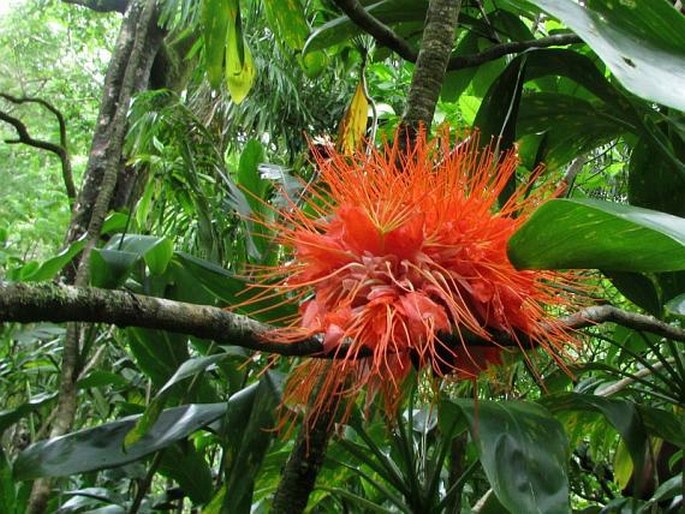 Brownea macrophylla