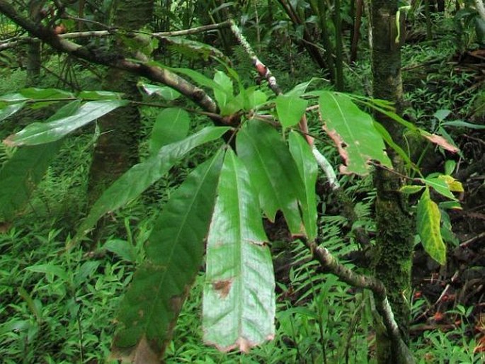 Brownea macrophylla