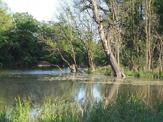 Dyjsko-svratecký úval, tůň Bruksa