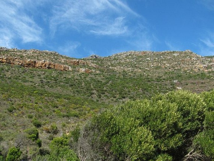 Brunia noduliflora