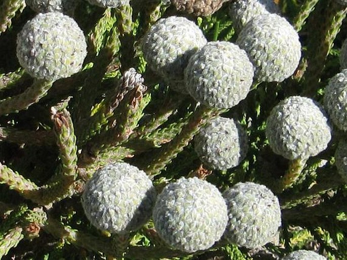 Brunia noduliflora