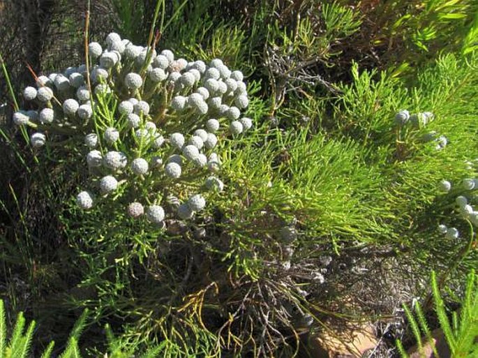 Brunia noduliflora