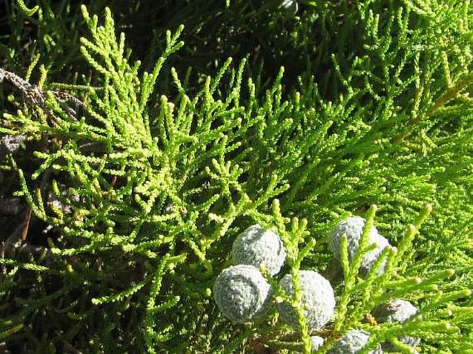 Brunia noduliflora