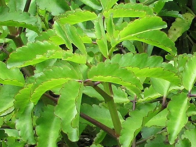 Kalanchoe pinnata