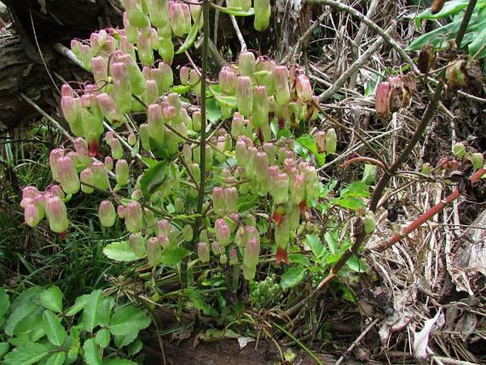 Kalanchoe pinnata