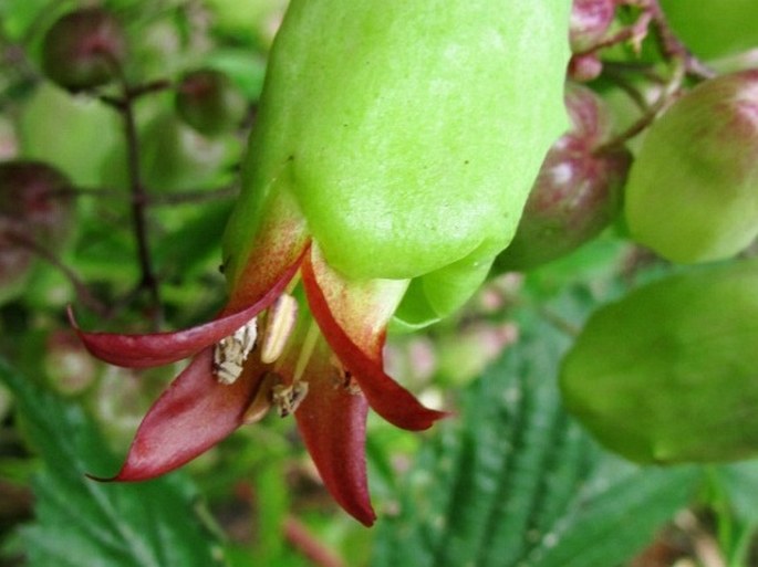 Kalanchoe pinnata