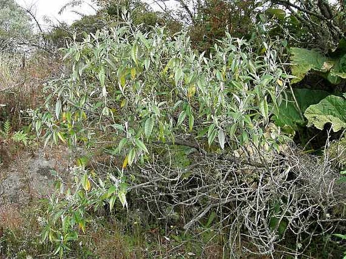 Buddleja nitida