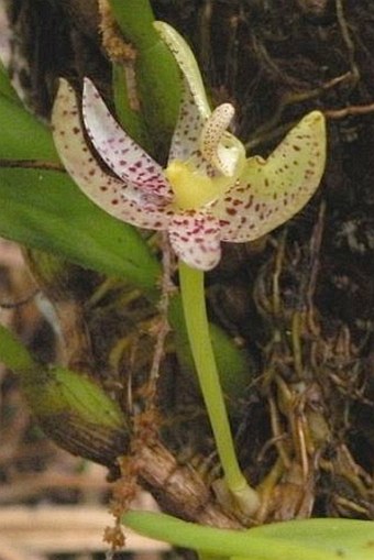 Bulbophyllum baileyi