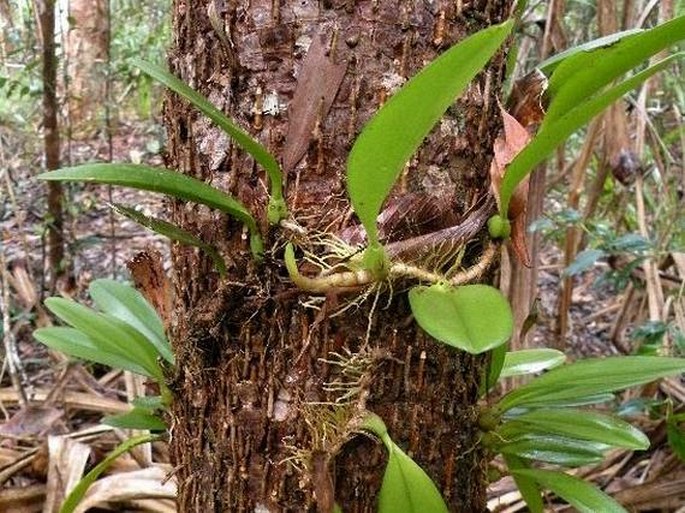 Bulbophyllum baileyi