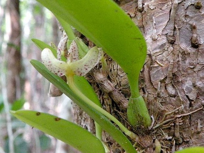 Bulbophyllum baileyi