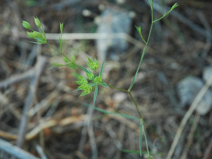 Bupleurum baldense