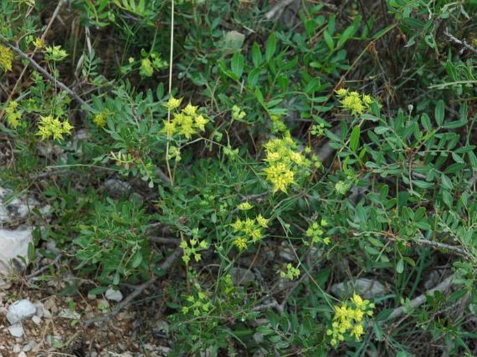 Bupleurum baldense