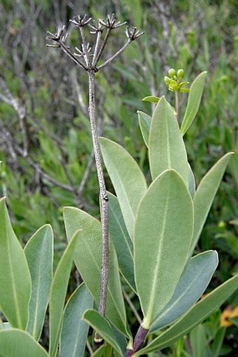 Bupleurum fruticosum