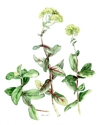 Soutěž O nejlepší botanickou ilustraci roku 2014 - Ludmila Businská