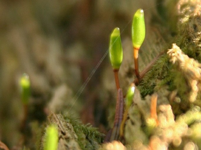 BUXBAUMIA VIRIDIS (DC.) Moug. et Nestl. - šikoušek zelený / kyjanôčka zelená