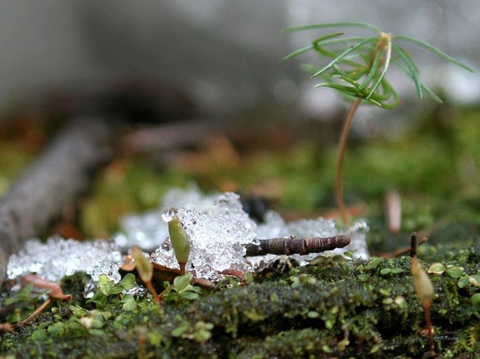 Buxbaumia viridis