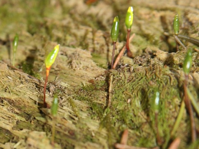 Buxbaumia viridis