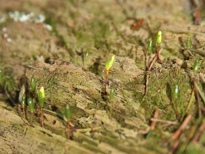 Buxbaumia viridis