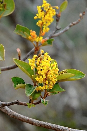 Byrsonima crassifolia