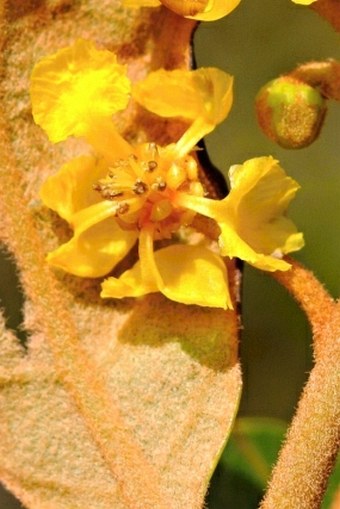 Byrsonima crassifolia