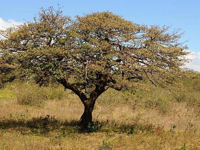 Byrsonima crassifolia