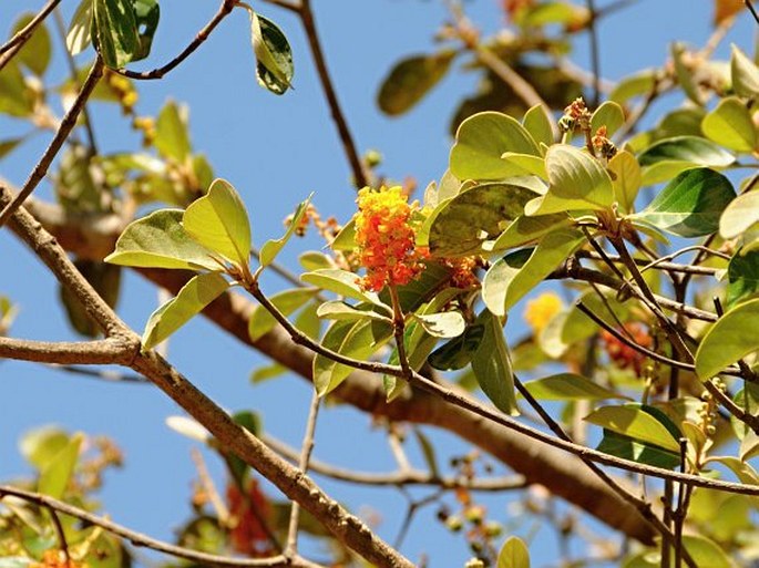 Byrsonima crassifolia