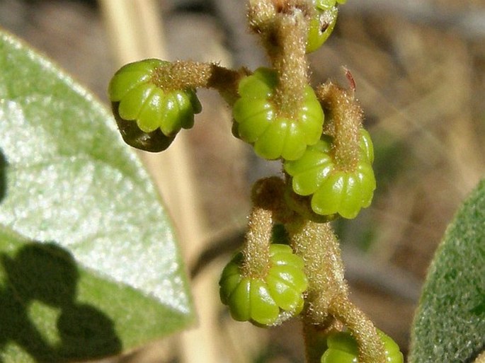 Byrsonima crassifolia