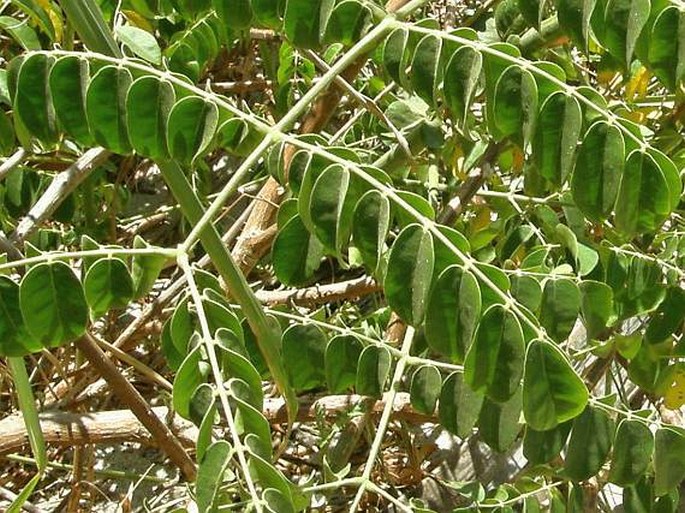 Caesalpinia bonduc