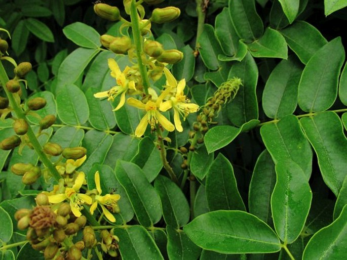 Caesalpinia bonduc