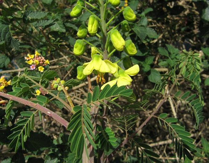 Caesalpinia decapetala