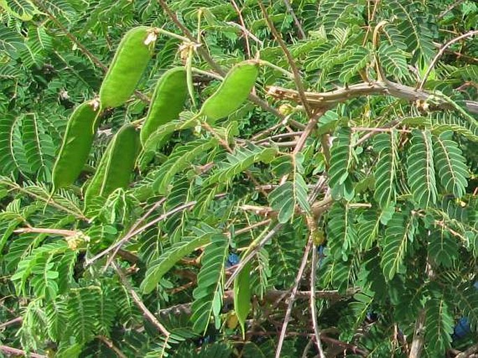 Caesalpinia decapetala