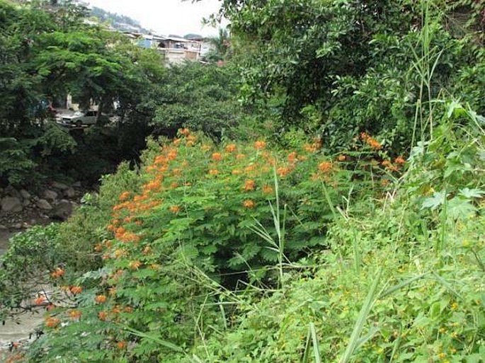 Caesalpinia pulcherrima