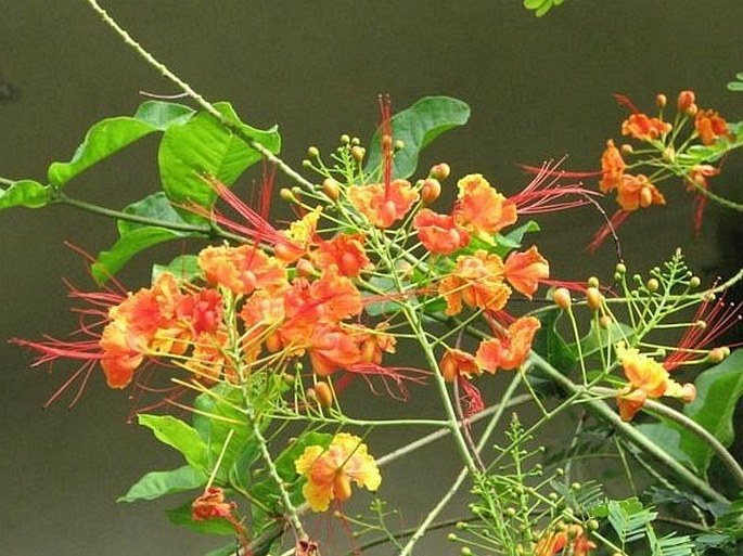 Caesalpinia pulcherrima