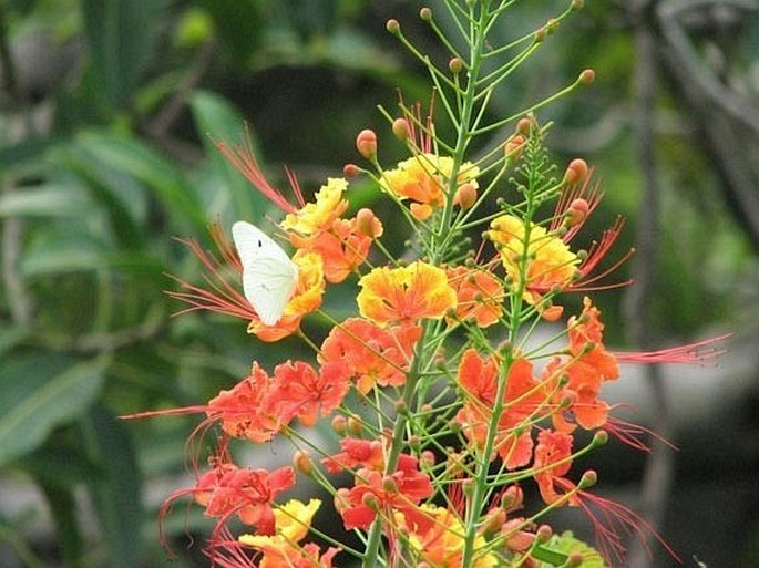 Caesalpinia pulcherrima