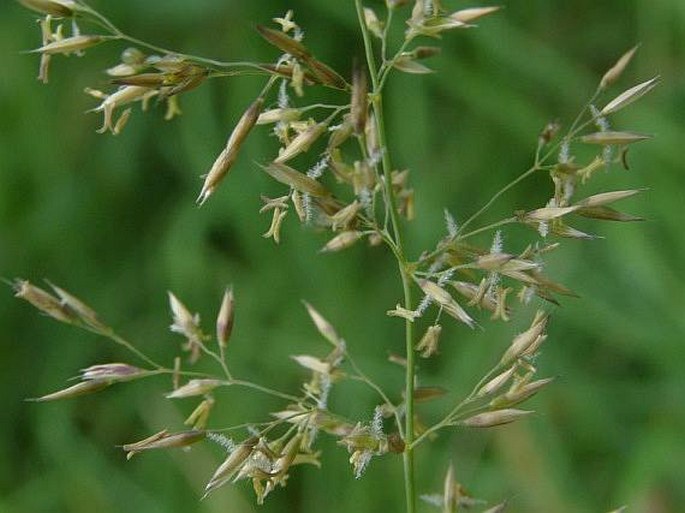 Calamagrostis varia