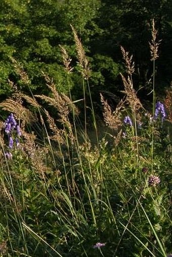 Calamagrostis varia